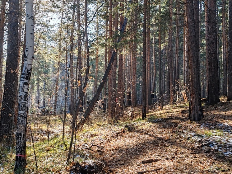Бурятия вошла в число регионов, наиболее зараженных лесными вредителями