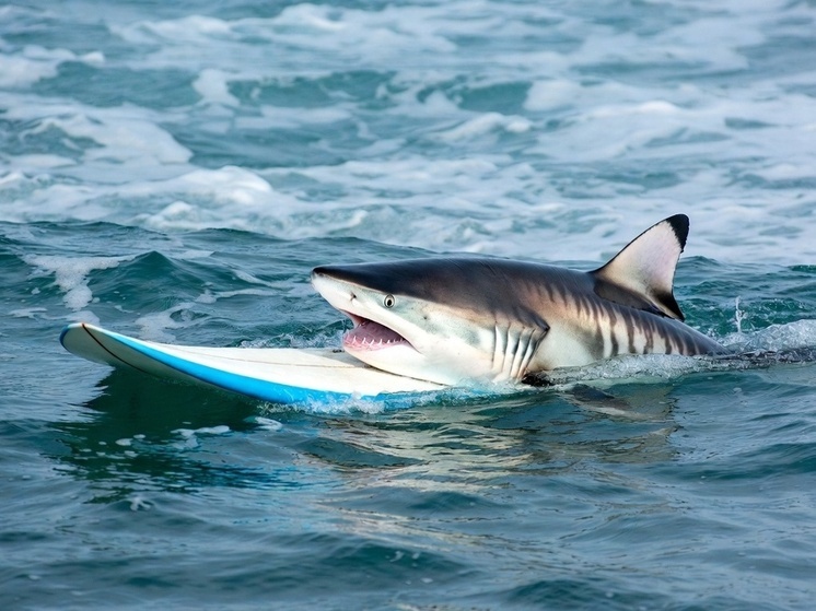 У берегов Калифорнии неизвестная акула укусила серфера и погрызла его доску