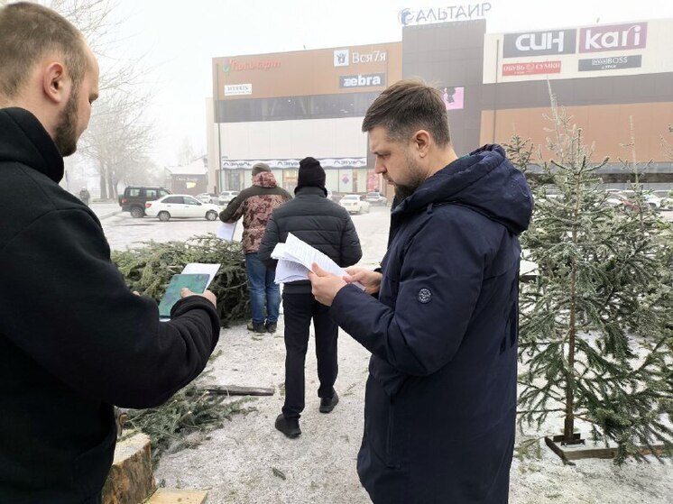 В Хакасии начались проверки елочных базаров