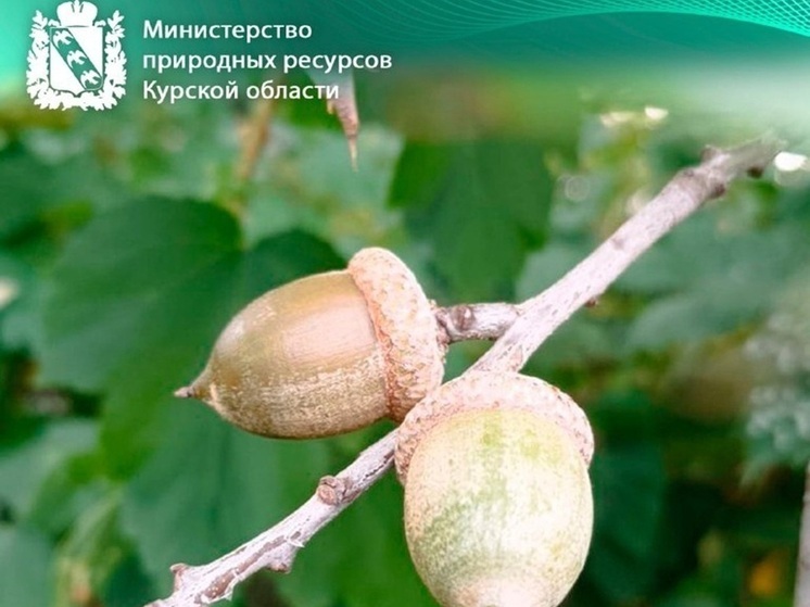 Курская область заготовила 4 тонны семян деревьев для восстановления лесов