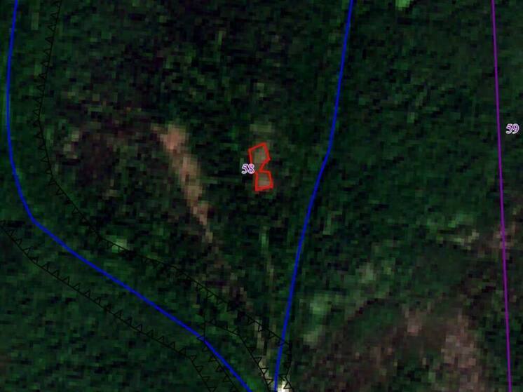 В Бурятии рассказали о снижении незаконных рубок древесины