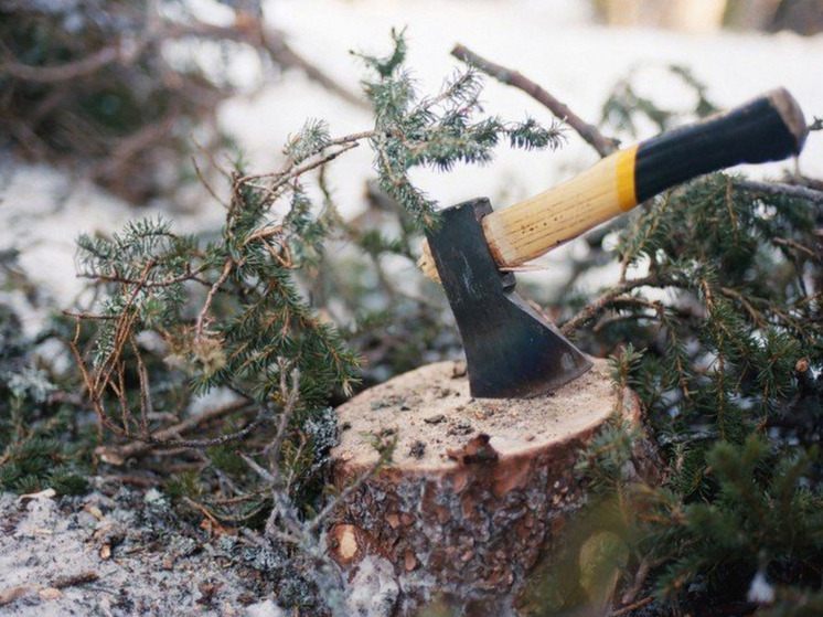 В Голышманово осудили за незаконную вырубку берёз