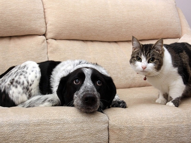 Эксперт Шеляков: внимание и забота служат лучшим «лекарством» для питомцев при сменах погоды