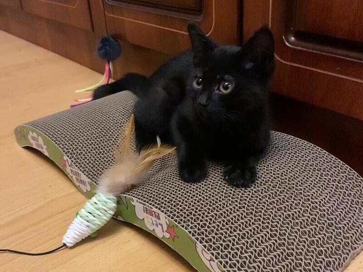 Стало известно, как спасли котенка из вентиляционной шахты воронежского дома