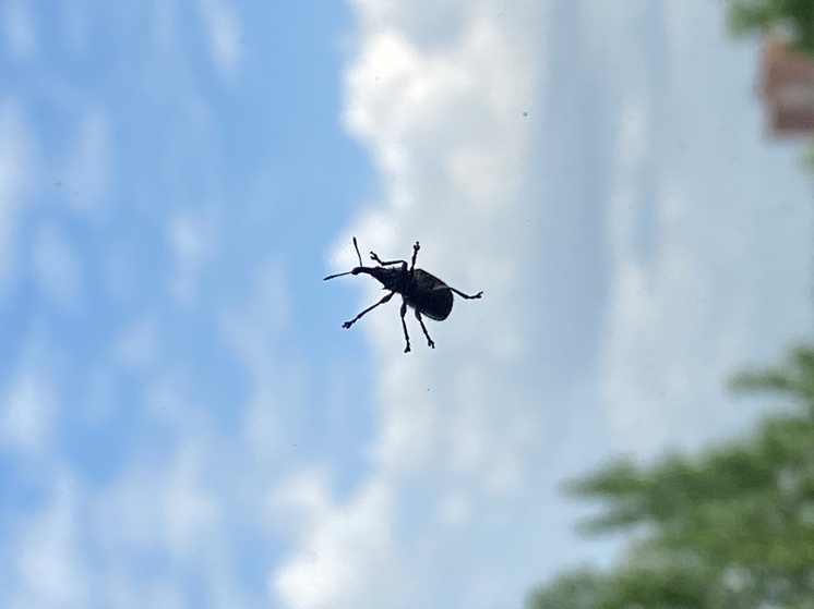 Клоп укусил девушку в московском салоне во время стрижки