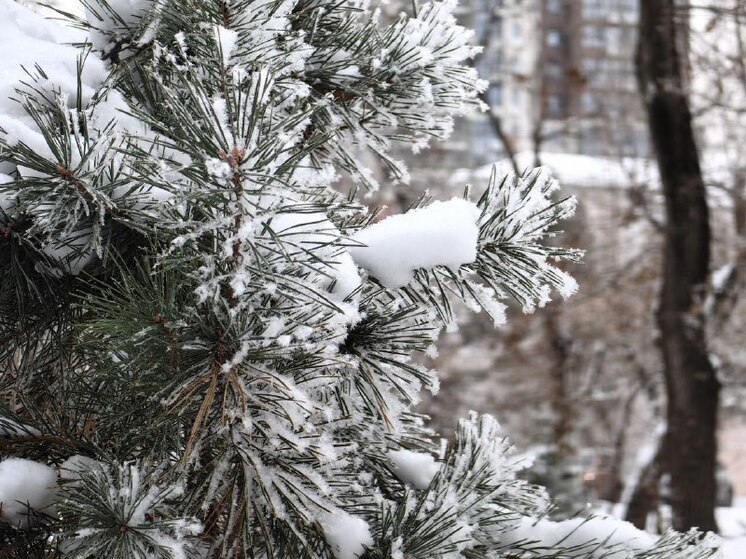 Снеговиков лепить, к сожалению, не будем
Синоптики Примгидромета заглянули в свои хрустальные шары - то есть, в суперкомпьютеры - и подготовили предварительный прогноз на самый волшебный период года