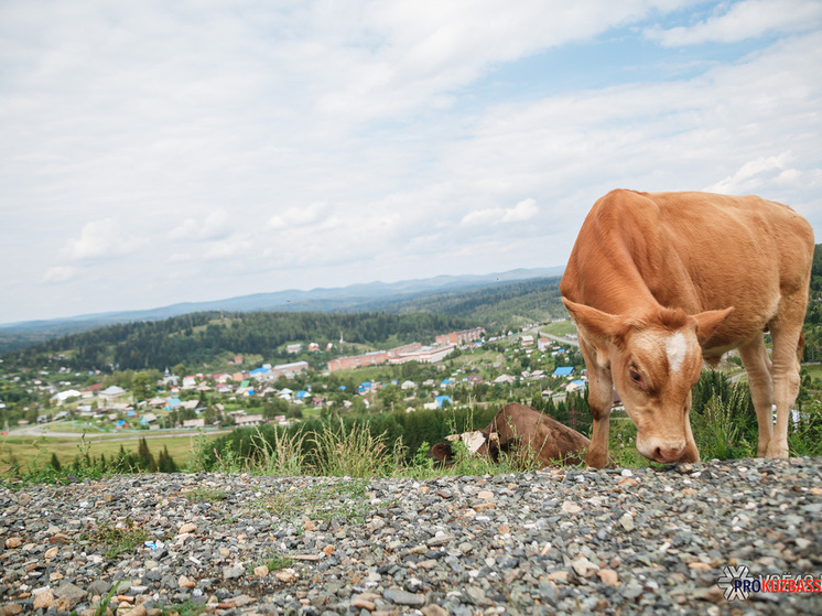 Бизнесвумен из Гурьевска подозревается в хищении гранта на 3,5 млн рублей