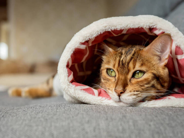 Психолог Игонина рассказала, как справиться с утратой любимого питомца