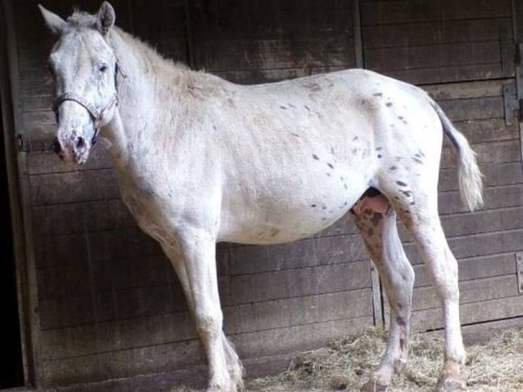 Забайкальскую породу коней высоко оценили в Германии