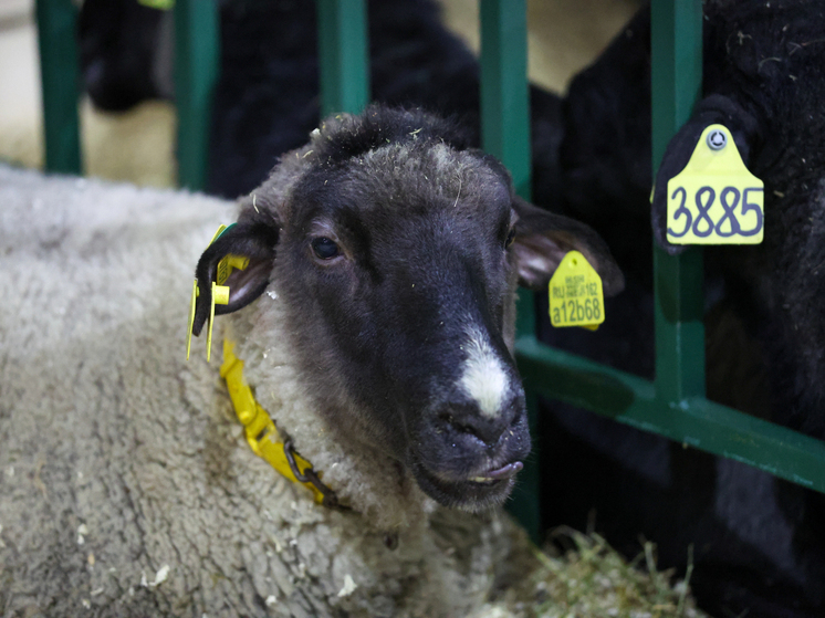 Более 200 баранов провалились под лед в Башкирии