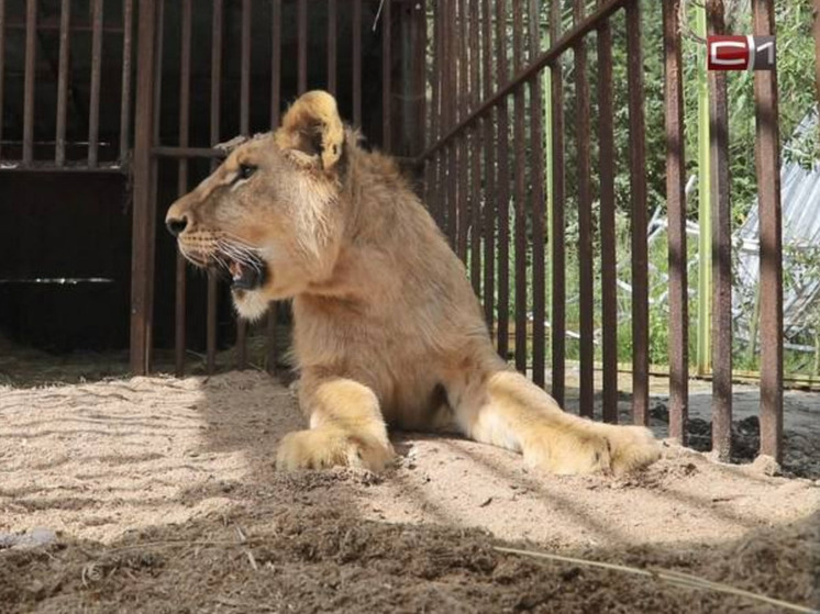 В Югре решают судьбу льва Хариса: турбаза просит перевести зверя в другой зоопарк
