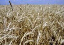 Когда в Грузии пекут хлеб «шотис пури», это больше, чем просто готовка