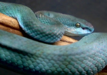 Новый герой анимационного хита «Зверополис-2» – обаятельная змея Гэри – не только покорил китайских зрителей, но и спровоцировал неожиданный и опасный тренд