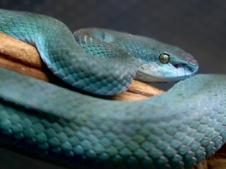После выхода анимационного хита китайцы начали скупать смертельно опасных гадюк