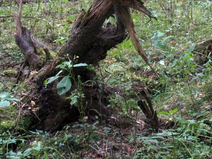 В Красноярском крае задержали мужчину, который поджег лес «от скуки»