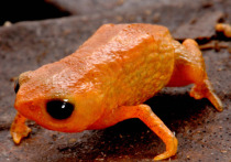 Учёные открыли в горных лесах Бразилии новый вид крошечных оранжевых жаб размером меньше сантиметра, которые легко помещаются на кончике карандаша