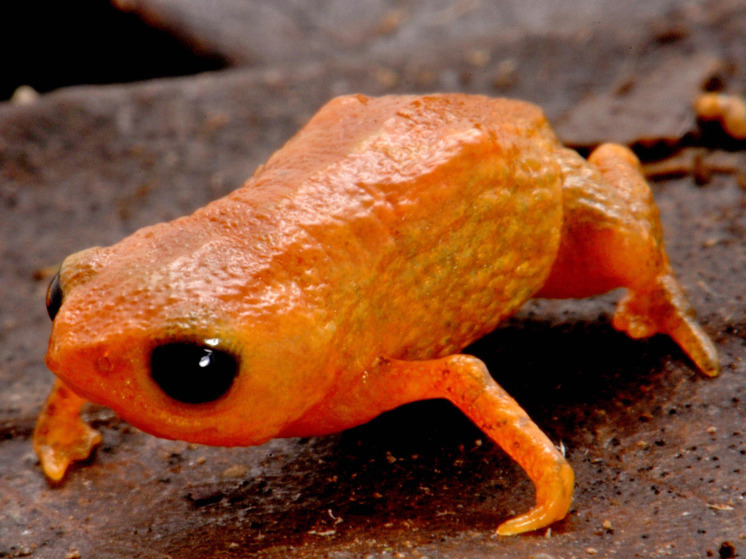 Учёные открыли в горных лесах Бразилии новый вид крошечных оранжевых жаб размером меньше сантиметра, которые легко помещаются на кончике карандаша