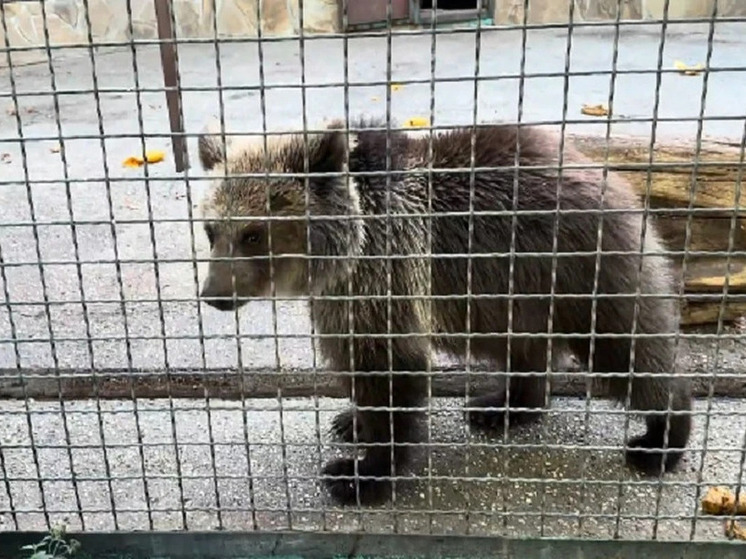 Медведица, спасённая от придорожного зверинца, повзрослела в крымском «Тайгане»