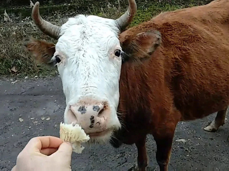 Зачем жителям Калмыкии завтра нужно угостить скот