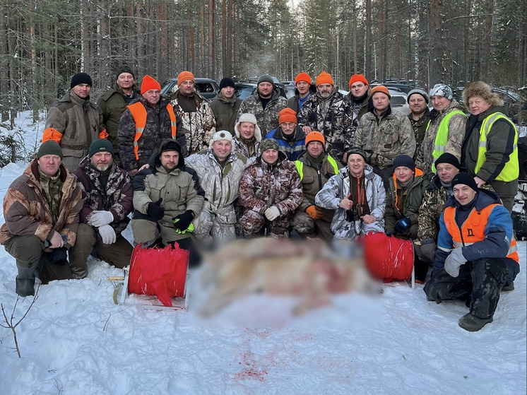 В Вельском районе охотники добыли двух волков и поделились фото