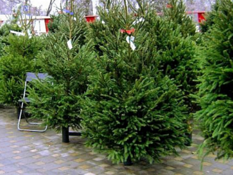 В Ростове-на-Дону открылись официальные елочные базары и новогодние ярмарки