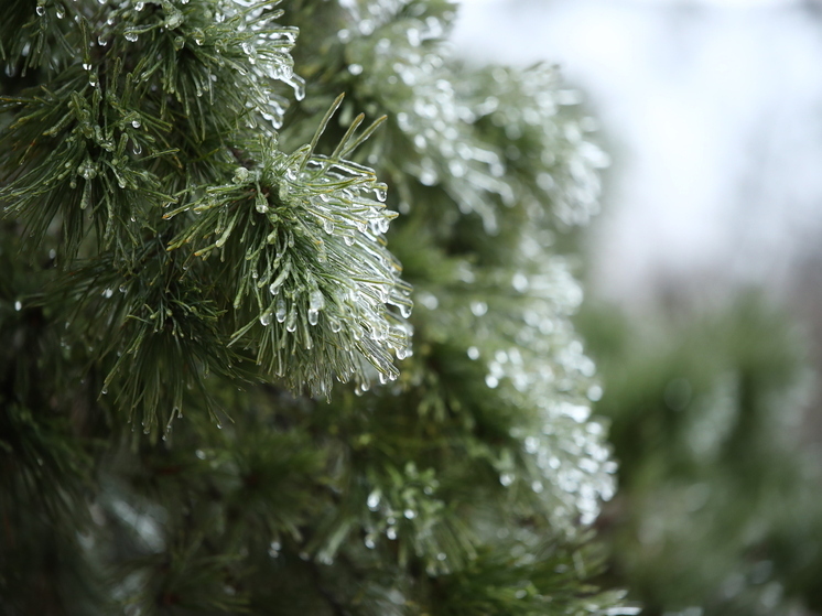 В Волгоградской области 4 пастуха замерзли насмерть в степи во время метели