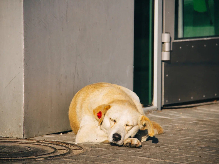 Рязанский священник высказался против запрета на эвтаназию бездомных животных