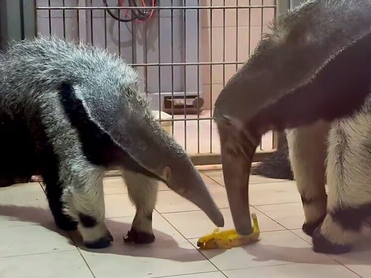 Калининградцы придумают имя для маленького детеныша гигантского муравьеда