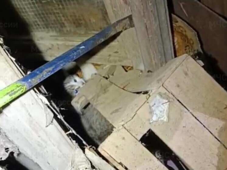 В Орле котёнок застрял лапой в окне подвала