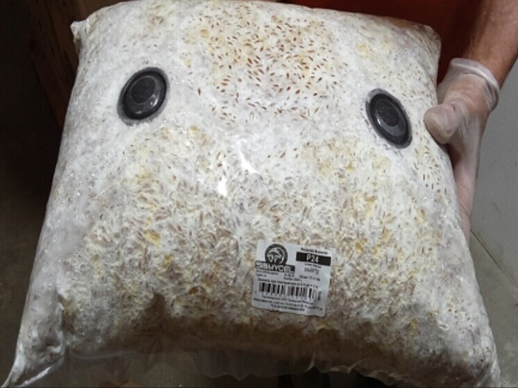 Из Орловской области в Республику Беларусь экспортировали партию мицелия грибов