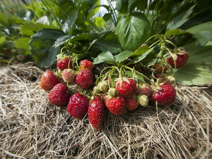 В садах у жителей Калининграда зацвела клубника