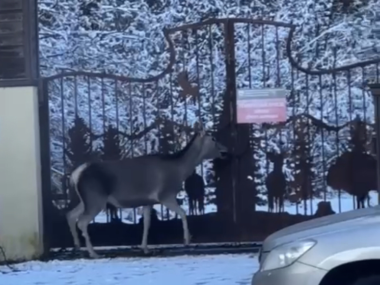 В районе Красной Поляны спасли самку оленя