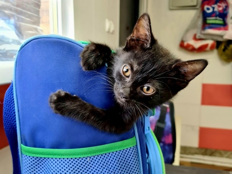 В Ростовской области волонтеры и ветврачи спасают котенка с редкой врожденной патологией