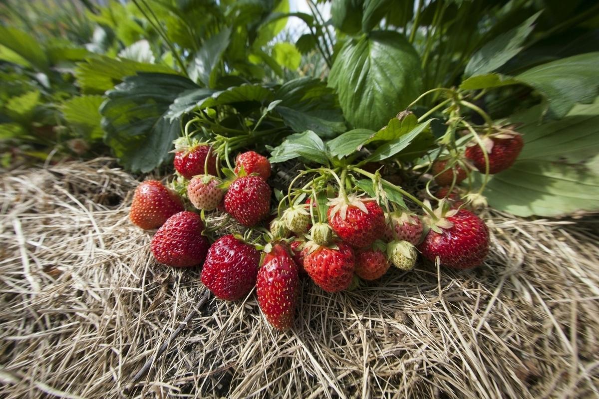 В садах у россиян зацвела клубника