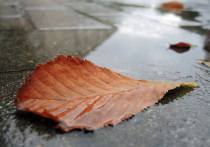 Пенсионер из Великобритании был оштрафован на 250 фунтов за мусор после того, как выплюнул на землю то ли листик, то ли травинку, случайно залетевшую ему в рот на ветру