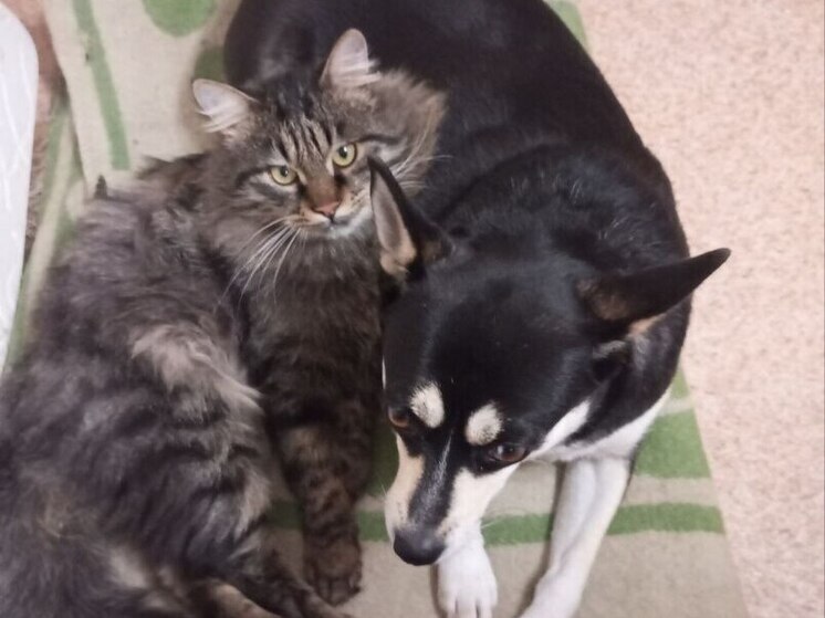 С 2026 года на Сахалине введут штрафы за отсутствие регистрации питомцев