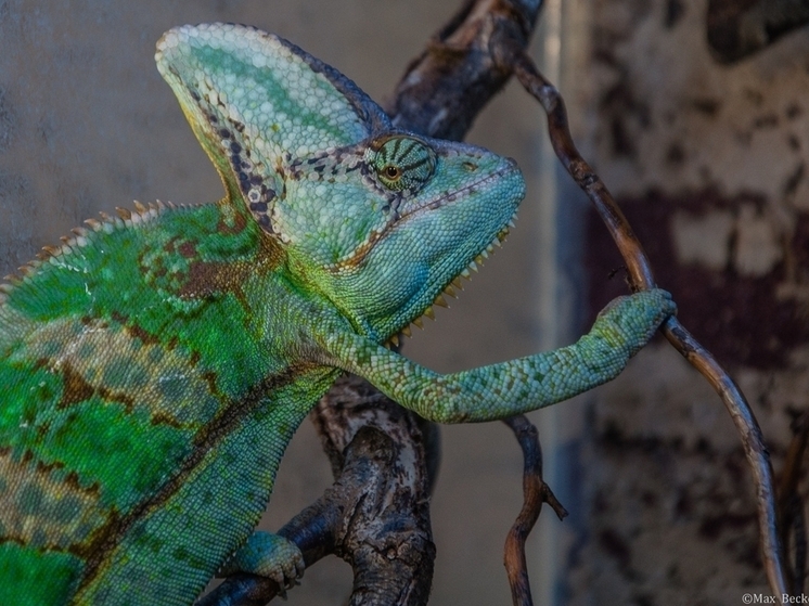 Ярославский Зоопарк выкупит «Экзотариум»