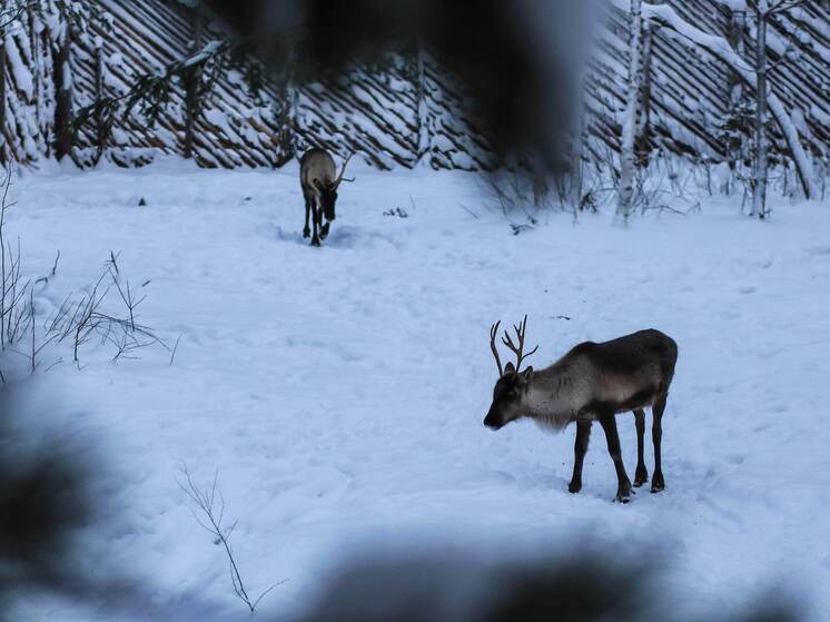 Жителям Карелии напомнили о новых правилах оформления охотничьего удостоверения