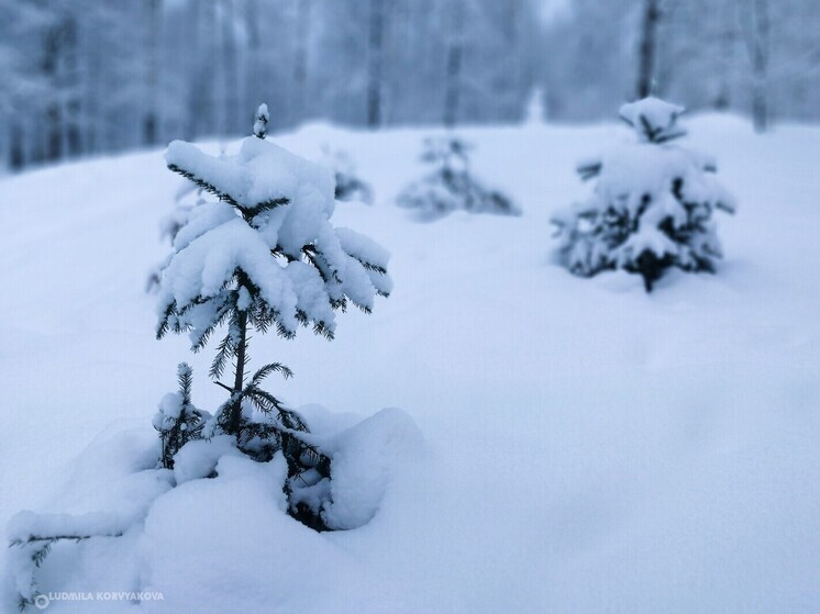 Жителям Карелии напомнили о штрафах за незаконную вырубку новогодних елок