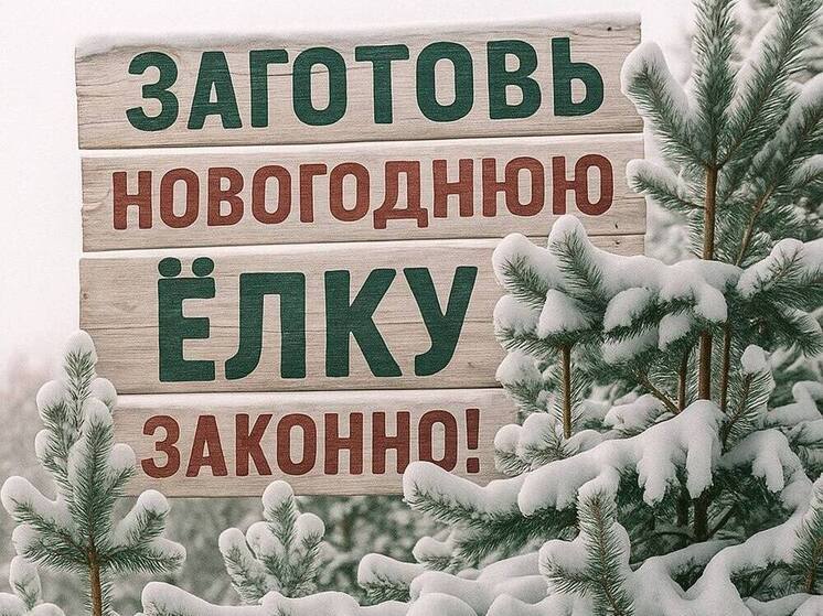 Больше тысячи нижегородских живых елей нашли свих покупателей