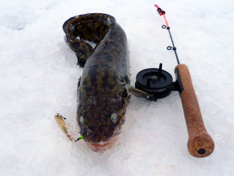 Запрет на вылов налима в Нижегородской области введен до конца января