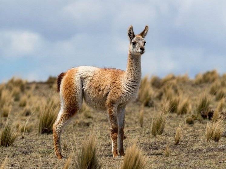 В чилийской пустыне нашли останки неизвестных домашних животных, родственных верблюдам