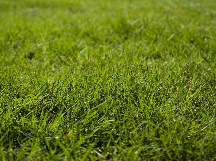 В районе Бурятии заросло кустарником 53 га сельхозземель