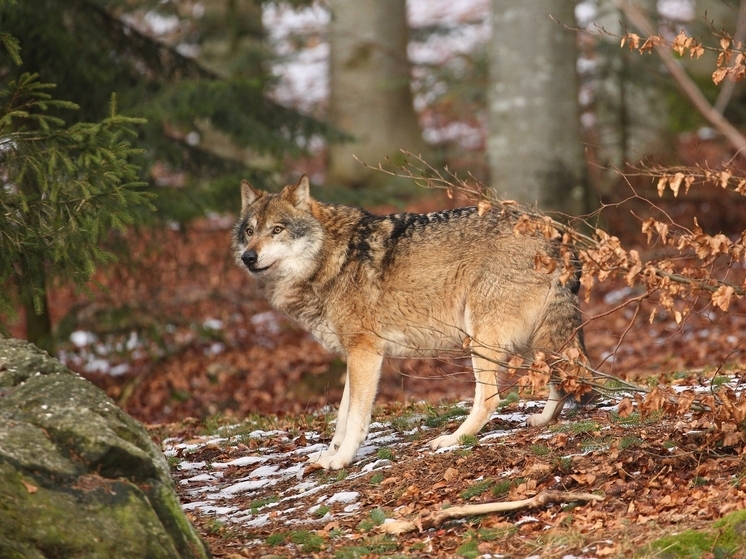 В Томской области усилят меры контроля за численностью волков