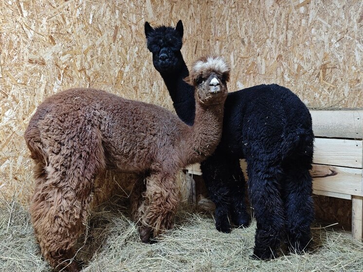 В барнаульский зоопарк привезли альпак