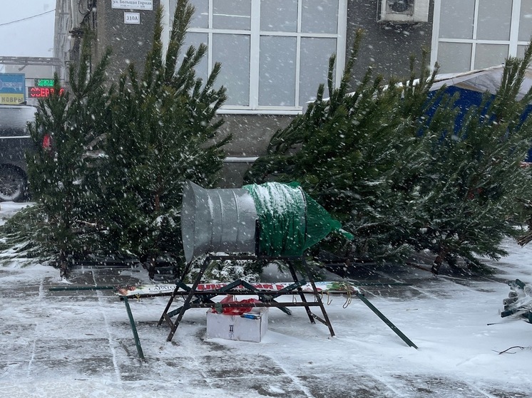 В Саратове выявили незаконную торговлю новогодними елками