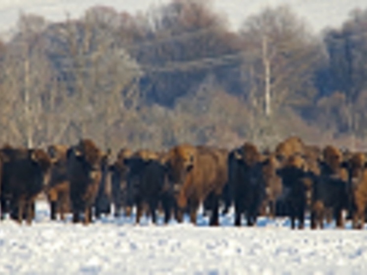 В «Орловском полесье» вновь открывается туристический маршрут «В гости к зубрам» (0+)