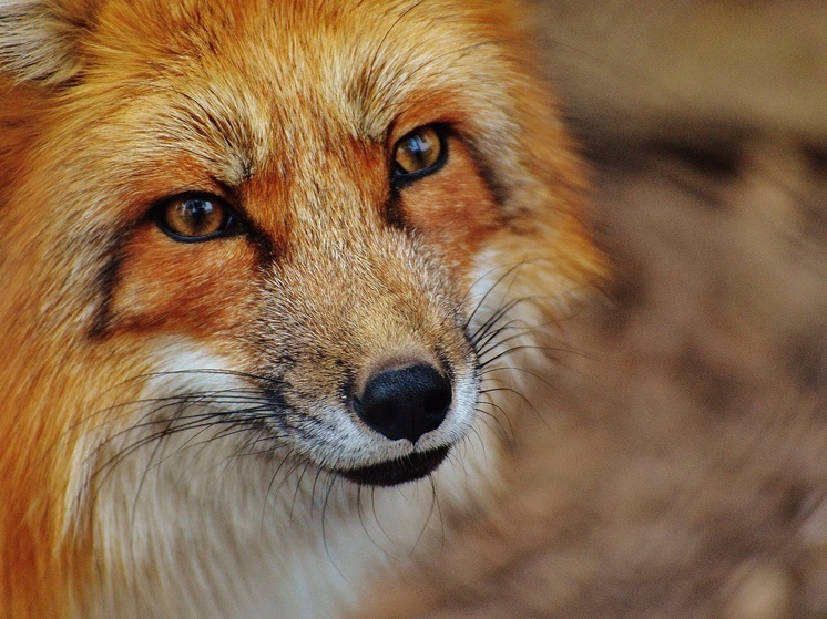 В селе Усть-Тарка Новосибирской области ввели карантин из-за бешенства