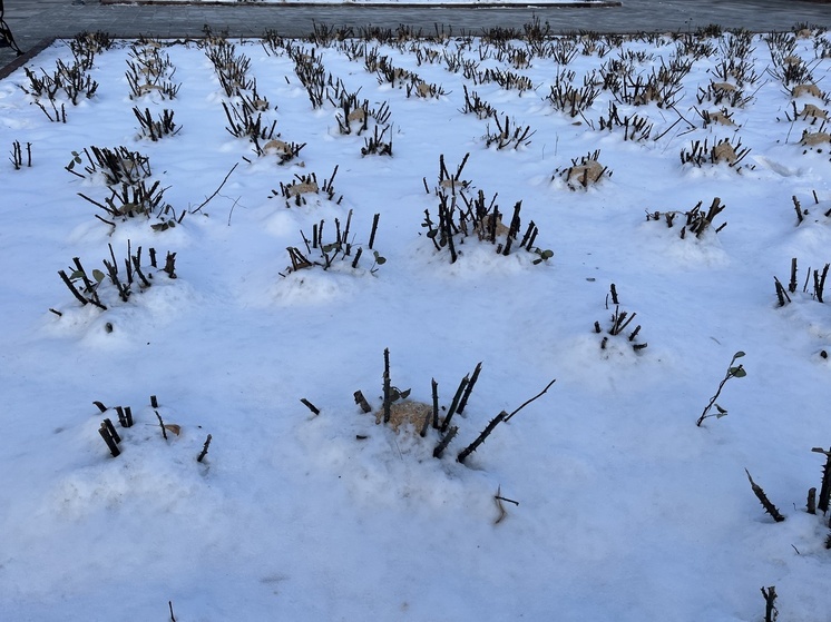 В среду в Саратове прогнозируется пасмурная погода и гололедица