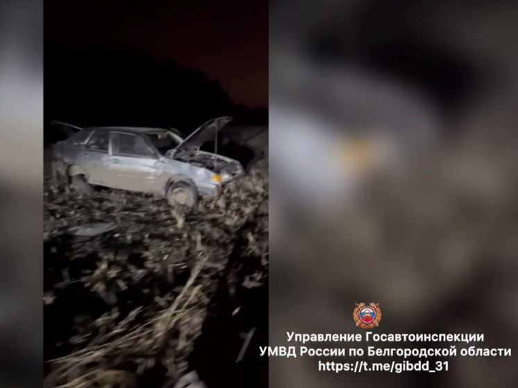 В Волоконовском округе пожилой водитель налетел на кабана